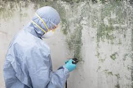 Best Mold Odor Removal Services  in Bellingham, WA